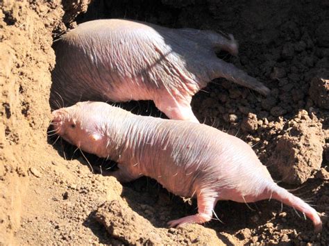 On Biology The Curious Case Of The Naked Mole Rat Defying Conventions