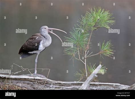 Juvenile White Ibis Stock Photo - Alamy