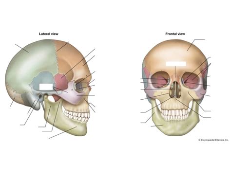 Skull bones and structures Quiz