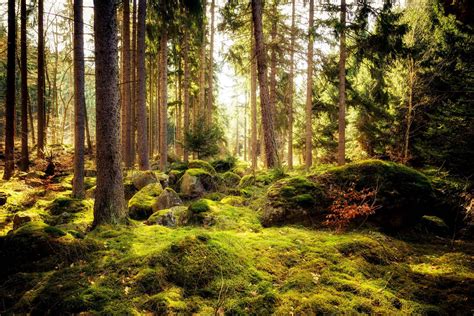 Das Kosystem Wald Zukunftsbaum Bayern