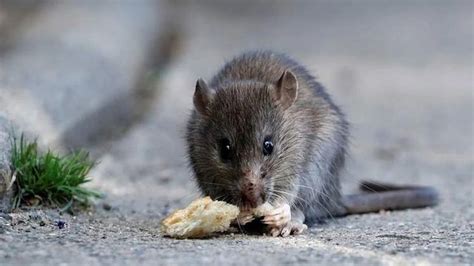 Ya No M S Hantavirus Chubut Dio Por Finalizado El Brote M S Grave