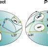 Calculated Paths And Points In The Ra And In The Endocar Dial Layer Of