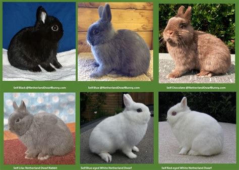 Blue Eyed Netherland Dwarf Rabbits