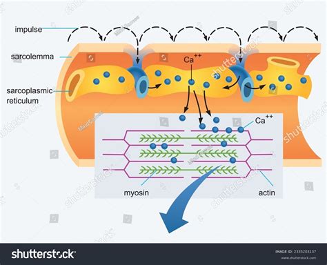 Sarcoplasmic Reticulum Royalty-Free Images, Stock Photos & Pictures ...