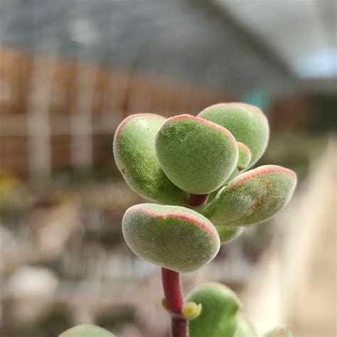 Crassula Velveta Giromagi Cactus And Succulents