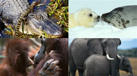 Las Mejores Mamás Animales Bbc News Mundo