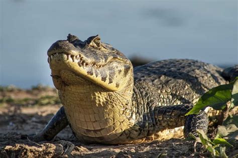 10 Animais Do Pantanal