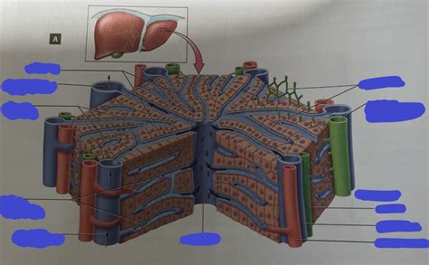 Liver Lobule Diagram Quizlet