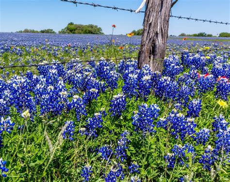 Texas Blue Bonnet Wildflower Seeds - Etsy