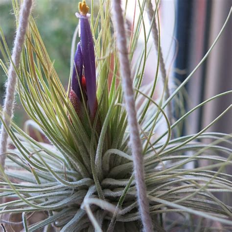 Rare Tillandsia Ionantha Air Plant Seeds For Your Indoor Garden Etsy