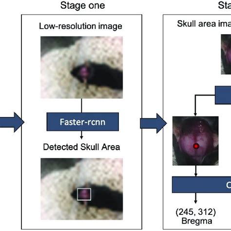 (PDF) Automatically detecting bregma and lambda points in rodent skull ...