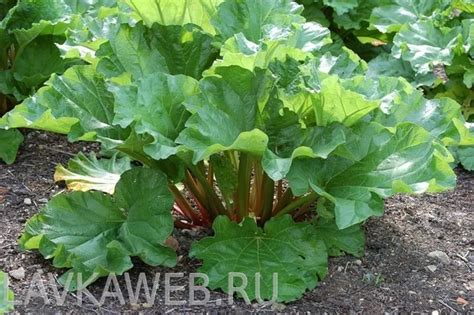 Ревень, Ревень в интернет-магазине недорого, Ревень в Калуге купить ...