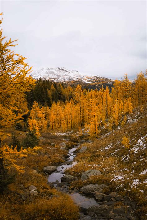 6 Beautiful Larch Season Hikes in Banff National Park