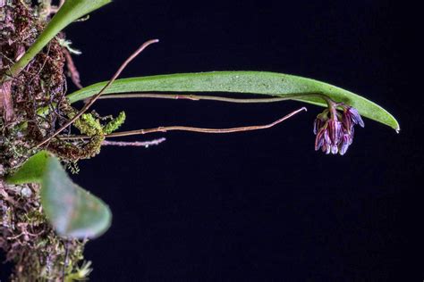 Bulbophyllum Vinicolor Orchidaceae Image At Phytoimages Siu Edu