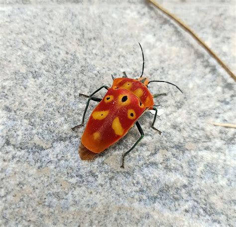 What alien species is this? : r/whatsthisbug