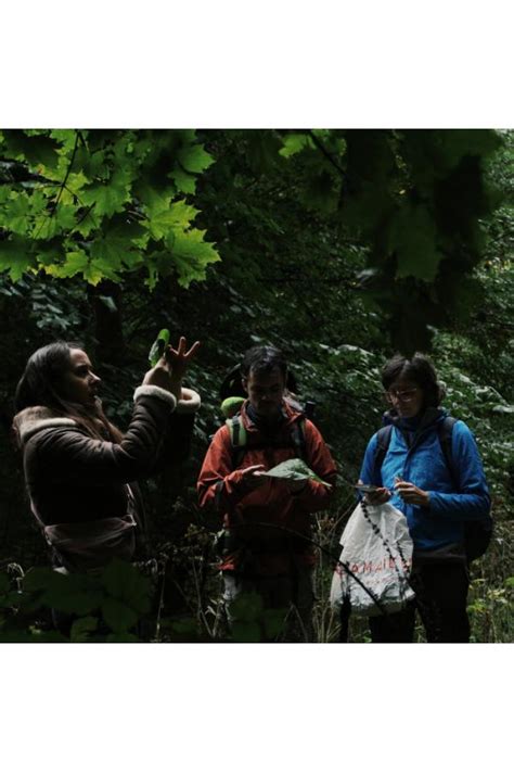 Une balade à la découverte des plantes sauvages