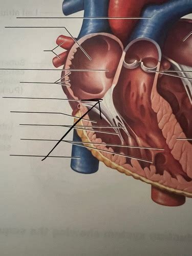 Anatomy II Lab Practical 1 Flashcards Quizlet