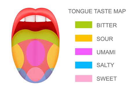 Tongue with taste receptors map sticking out from open mouth Five flavor zones Pseudoscientific ...