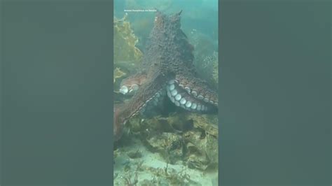 Octopus Hugs Divers Camera Youtube