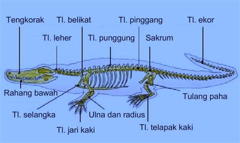 Detail Gambar Rangka Hewan Koleksi Nomer