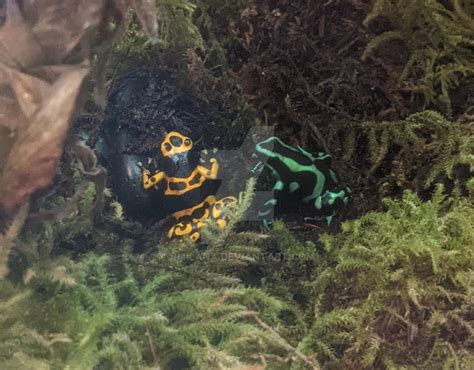 Poison Dart Frogs by jmilana on DeviantArt