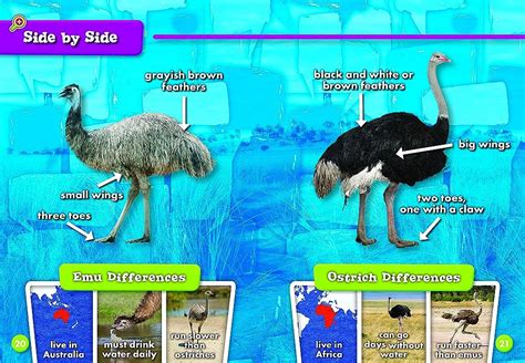 Emus and Ostriches: A Guide to Understanding the Differences – Nature ...