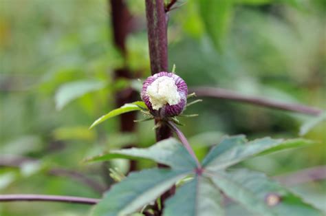 Roselle facts and health benefits