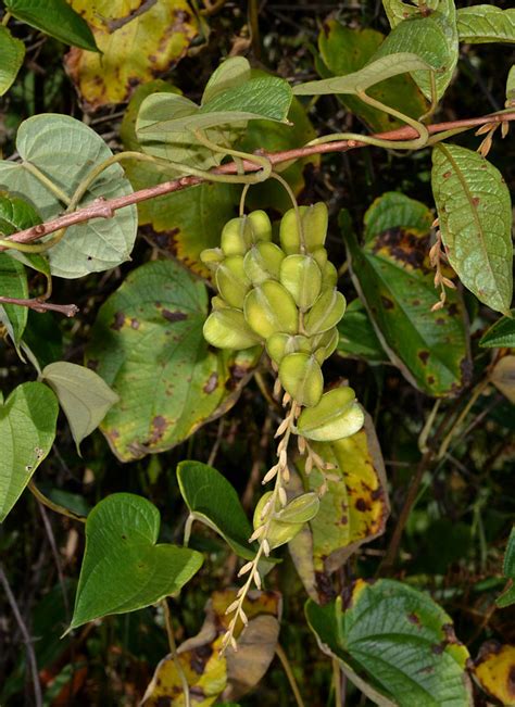 Dioscorea Hirtiflora Dioscoreaceae Image 61381 At PhytoImages Siu Edu