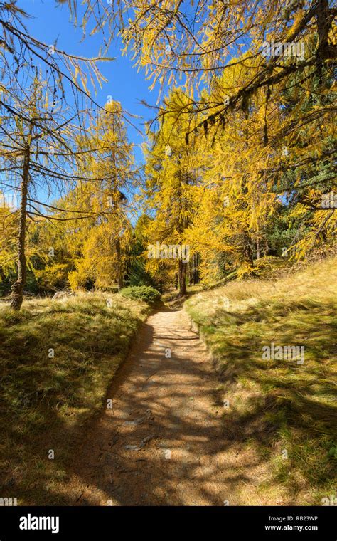 L Rchenwald Engadin Herbst Fotos Und Bildmaterial In Hoher Aufl Sung