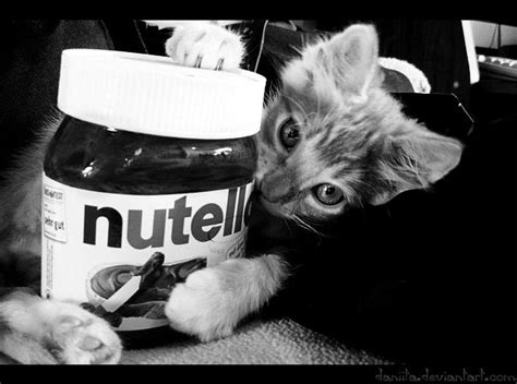 Nutella Cats Kittens