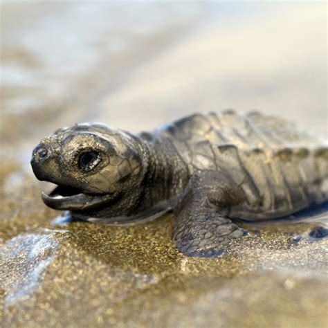 Olive Ridley Sea Turtle - Critter Republic Dive Center