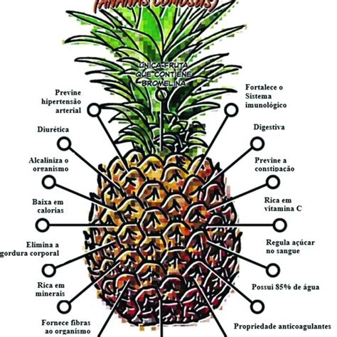 Planta de abacaxi destacando as distintas partes morfológicas Fonte