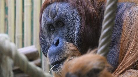 Dresdner Zoo Neues Orang Utan Haus soll Ostern 2024 eröffnen Dresden