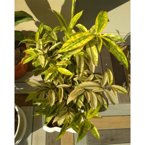 Jual Tanaman Hias Dracena Golden Pohon Dracena Golden Shopee Indonesia