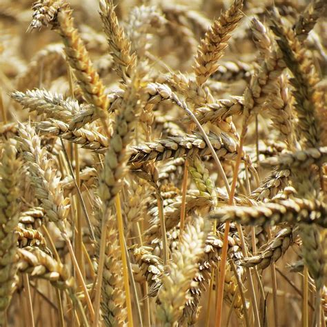 Wheat Plants Agriculture Crop Plant Growth Cereal Plant Close Up