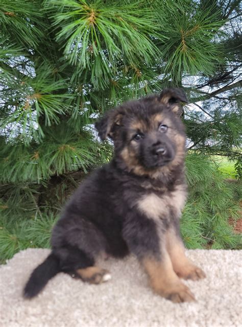 Lady (AKC German Shepherd) – My Happy Puppies
