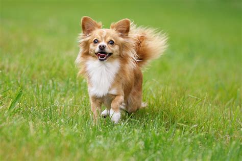 Chihuahua Steckbrief Charakter Wesen Haltung