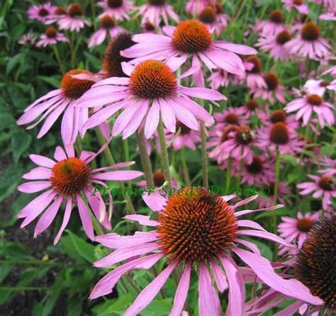 Echinacea Coneflower Purple Seeds