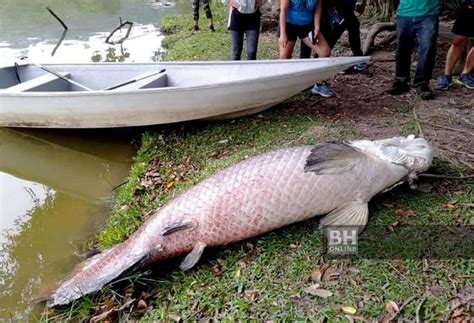 Jenis Ikan Air Tawar Di Brunei Ikan Patin Sejarah Yang Ramai Tak Tahu