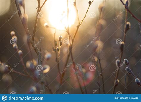Natural Spring Background With Pussy Willow Branches Stock Image Image Of Tradition Plant