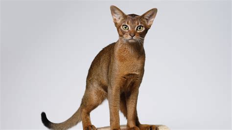 Abyssinian Cat Breed: Characteristics, Temperament, Cat Care