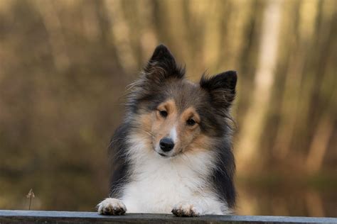 Dog Sheltie · Free photo on Pixabay