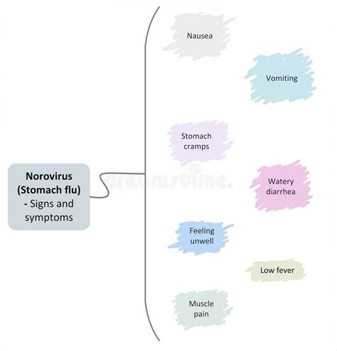 Norovirus Stomach Flu Signs And Symptoms Stock Illustration
