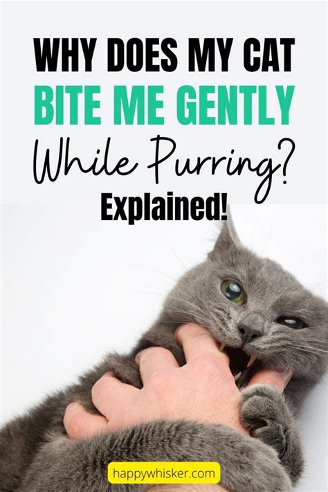 Why Does My Cat Bite Me Gently While Purring Explained