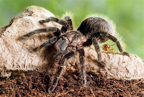 Tarantulas have beneficial partnerships with other species - Earth.com