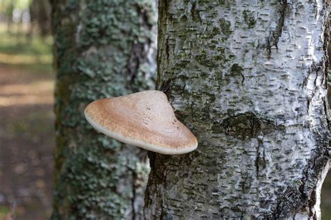 Birch Polypore: Identification, Foraging, and Uses - Mushroom Appreciation