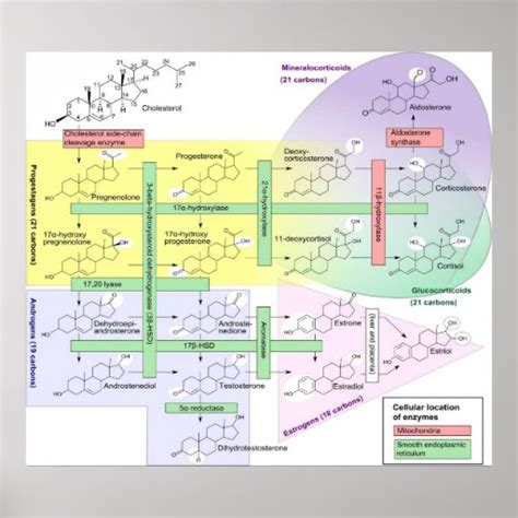 Steroidogenesis Biological Chemical Diagram Poster | Zazzle