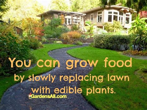 Growing Food In Your Yard Ideas