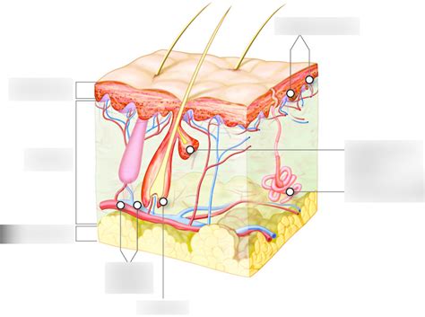 Integumentary System Label Me Diagram Quizlet