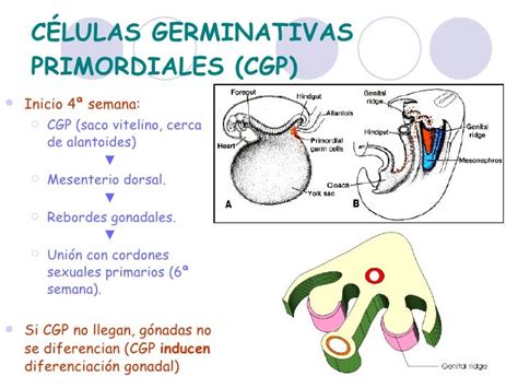 Embriologia Ucc